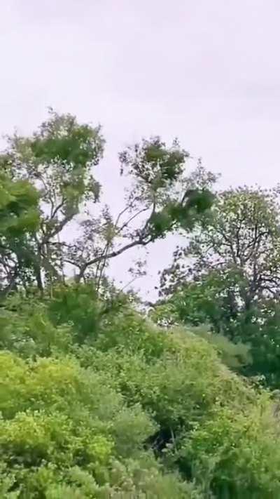 What a jump! like a pro gymnast. No one can stop a hungry animal