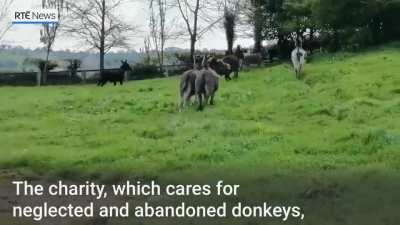 Donkeys!