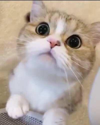 Hi, attention PLEASE!