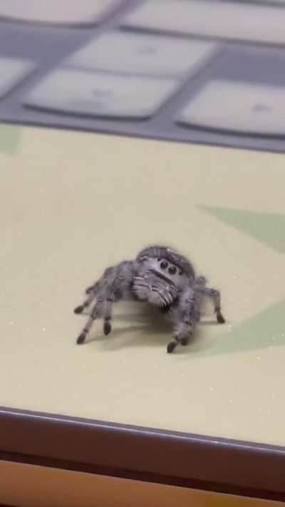 Guess what it's thinking?