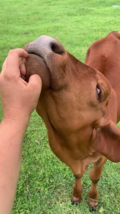 Who doesn’t love some good chin scritches