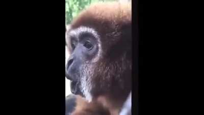 Magic monkee breakdances then screams