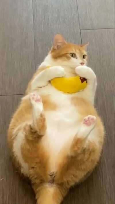 When the catnip hits