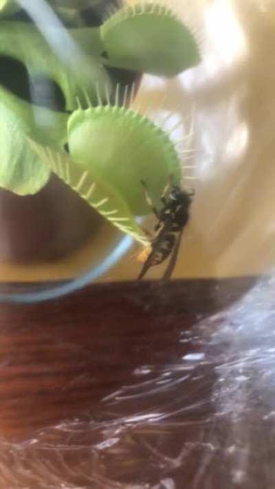 Venus fly trap catching Wasp
