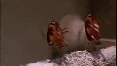 Reposting the same bröthēr gif to spread brœtherly love: day 4