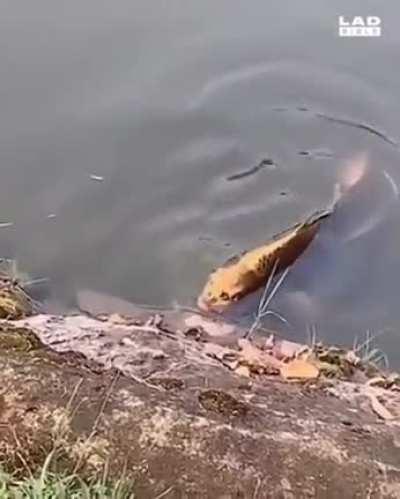 A Fish With A Human Face