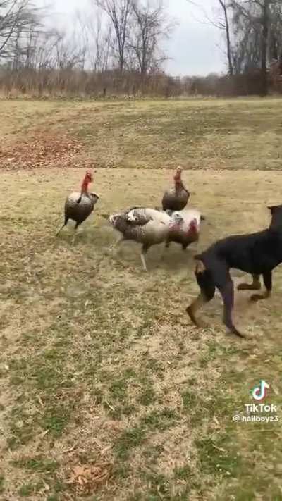 The turkeys rolled up like they owned the place