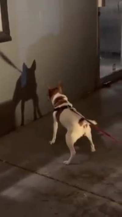 My dog faithfully protecting us from her own shadow