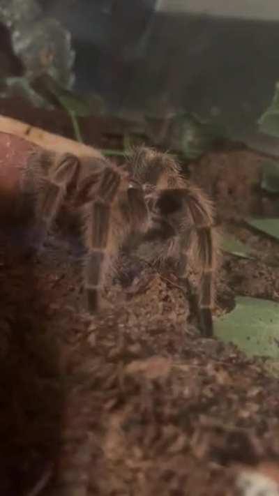 Forgive my shakeyness but it’s so adorable when they groom themselves.