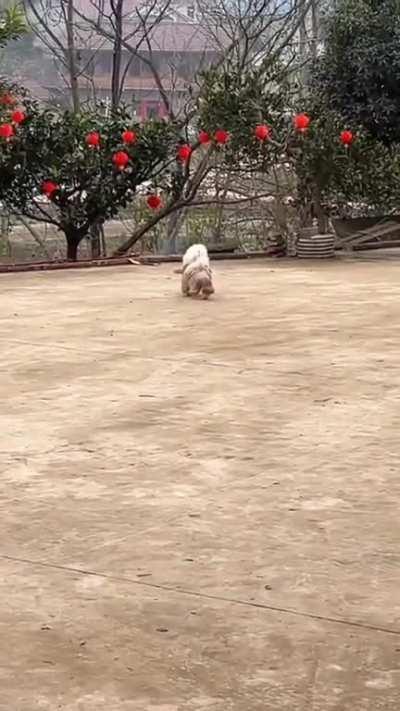 0 a 100 km / h en 0.5 segundos