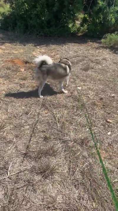 Who loves to make a dig?