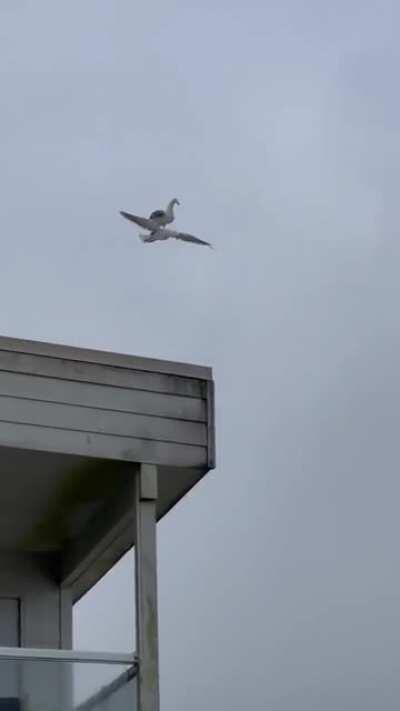 Seagull riding on another seagull. Wait what?