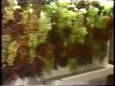 Put an electric cable behind the grapes