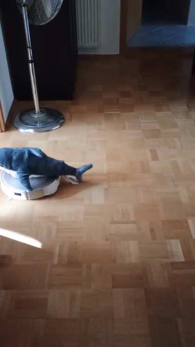 Blåhaj is doing his sunday work