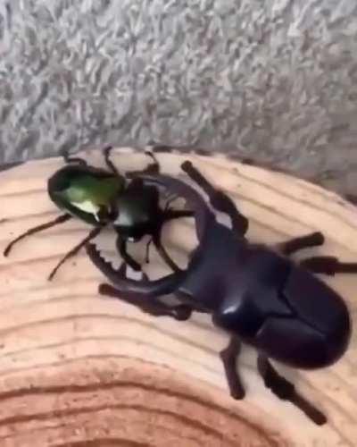 Игрушечный жук против настоящего