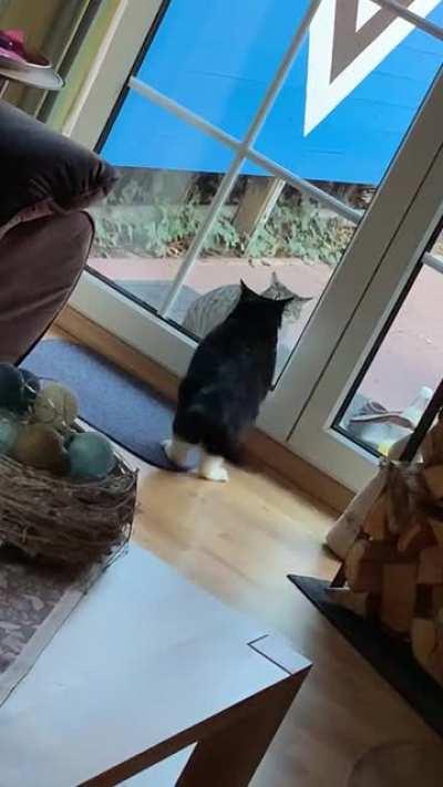 My cat trying to slap the other cat through the window