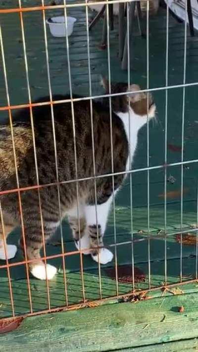 Andy gets very upset in his pen when we’re out in the yard