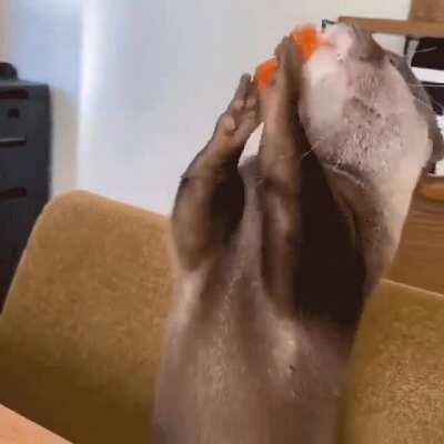 Otter looks super cute while eating, and I get it y’all want “more” otter