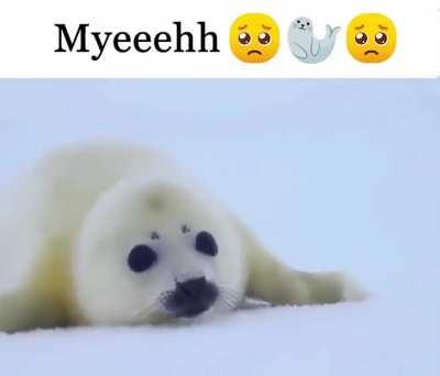 Pluh 🗣🗣📣🔥