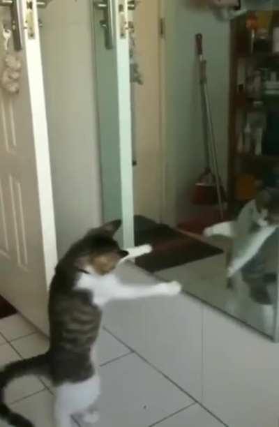 Eye of the Kitty Cat