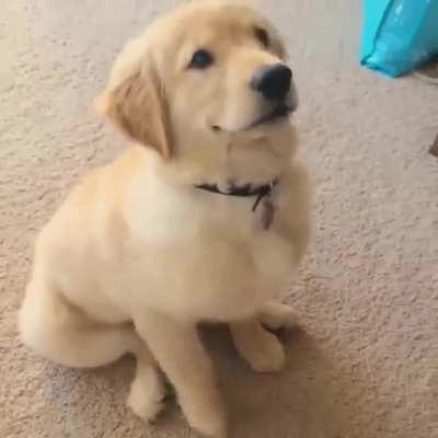 puppy is too excited for his peanut butter