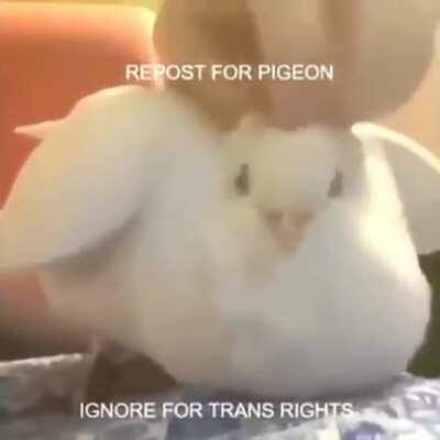 Pigone thim 😎😎😎