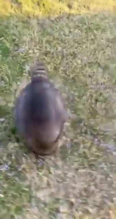 POV: you are a dark souls boss