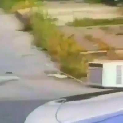 Esse cachorro está meio metálico...