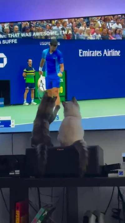 Cats trying to have a ball.