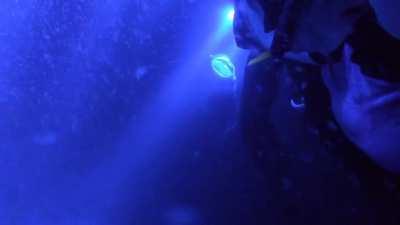 🔥 Manta Ray doing flips while feeding on plankton