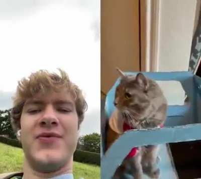 Jump in the Cat-illac!