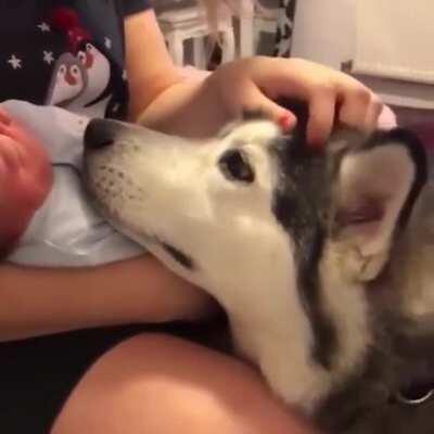 Husky pupper checking out the new human