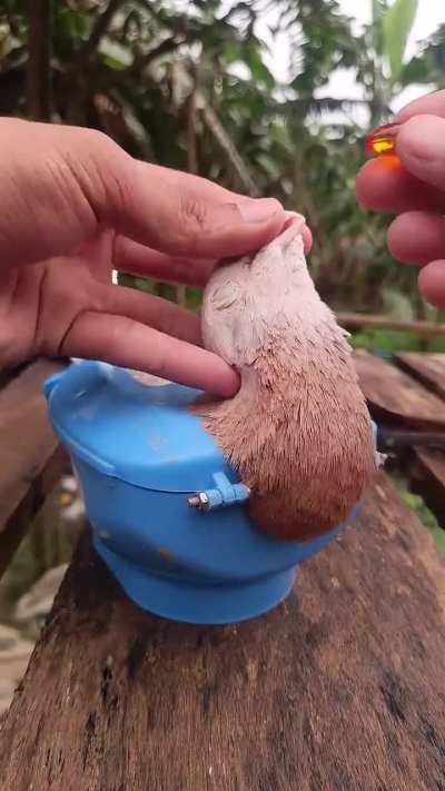 Giving vitamin pill to a bird !