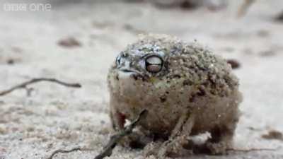 The desert rain frog, native to Namibia and South Africa, makes an unusually high-pitched squeak (actually a 