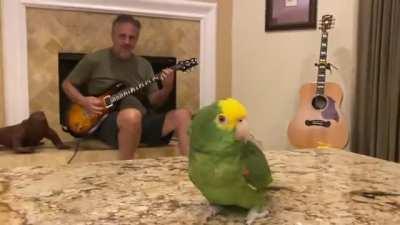 obsessed with this guy who just uploads videos of him playing classic rock riffs while his birb freestyles vocals