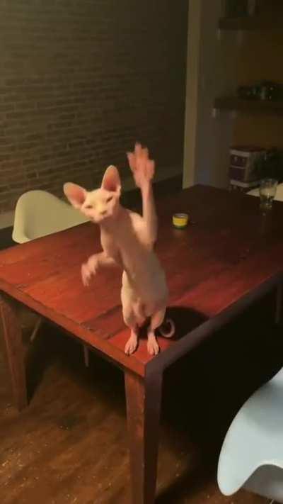 All these hoe want cat