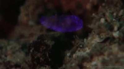 This is a Sea Sapphire! And when it doesn’t look amazing it’s invisible!