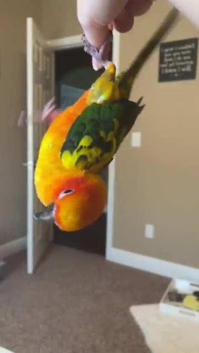 Rhaegal is part Sun Conure, part bat, part jumping velociraptor