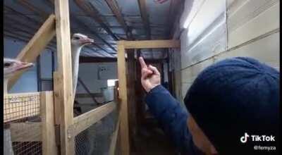 taming animals the russian way