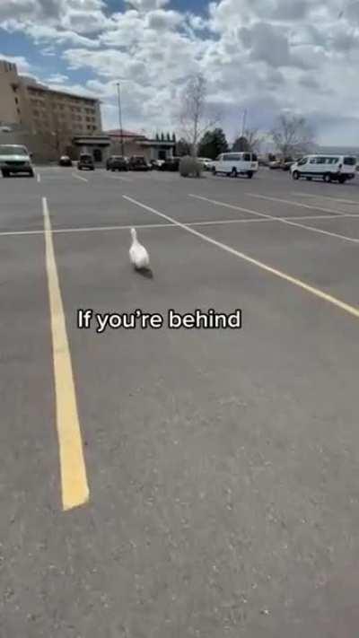 Picking up a duck in the most efficient way