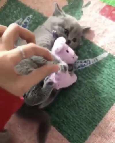 touch tha toy