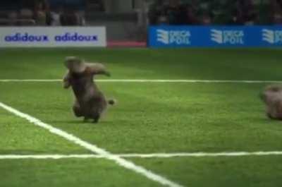 Marmot Olympic Games