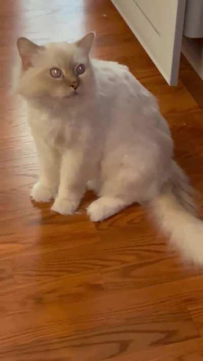 Caesar is VERY angry he only got dinner once!! 😡