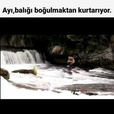 Ve ayı ile balık arkadaş oldular.(ölene kadar)