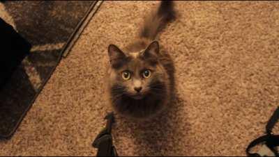 Gracie is not a fan of lens autofocus