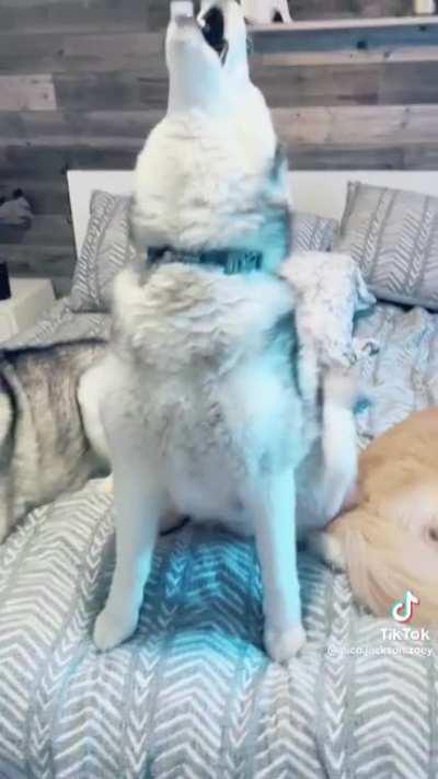 A golden retriever in a husky household.