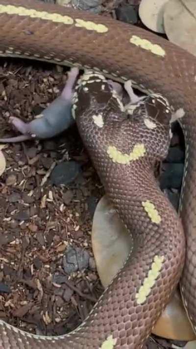 2 headed snake simultaneously eating