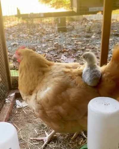 Momma looking after her chick