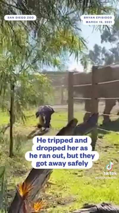 Man breaks into elephant habitat to take selfie with his TODDLER and gets charged by the elephant