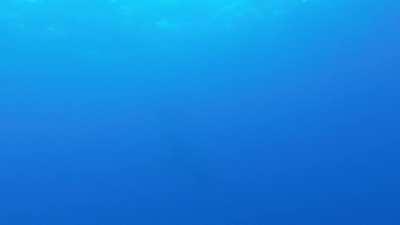 Almost got run over by a whale while diving